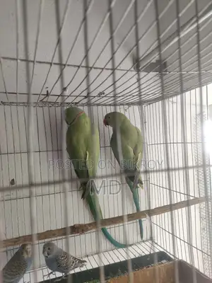 Ringneck Parakeet