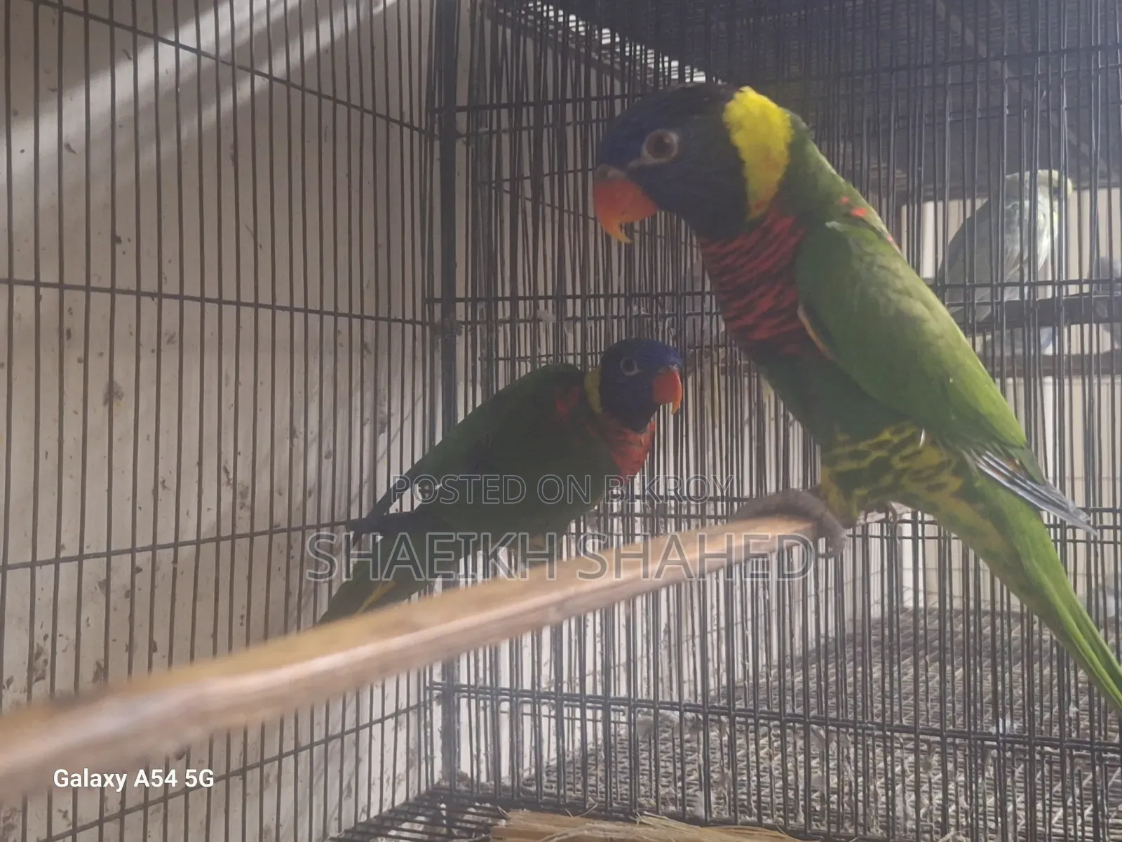 Coconut Lory Pair