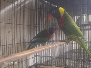 Coconut Lory Pair
