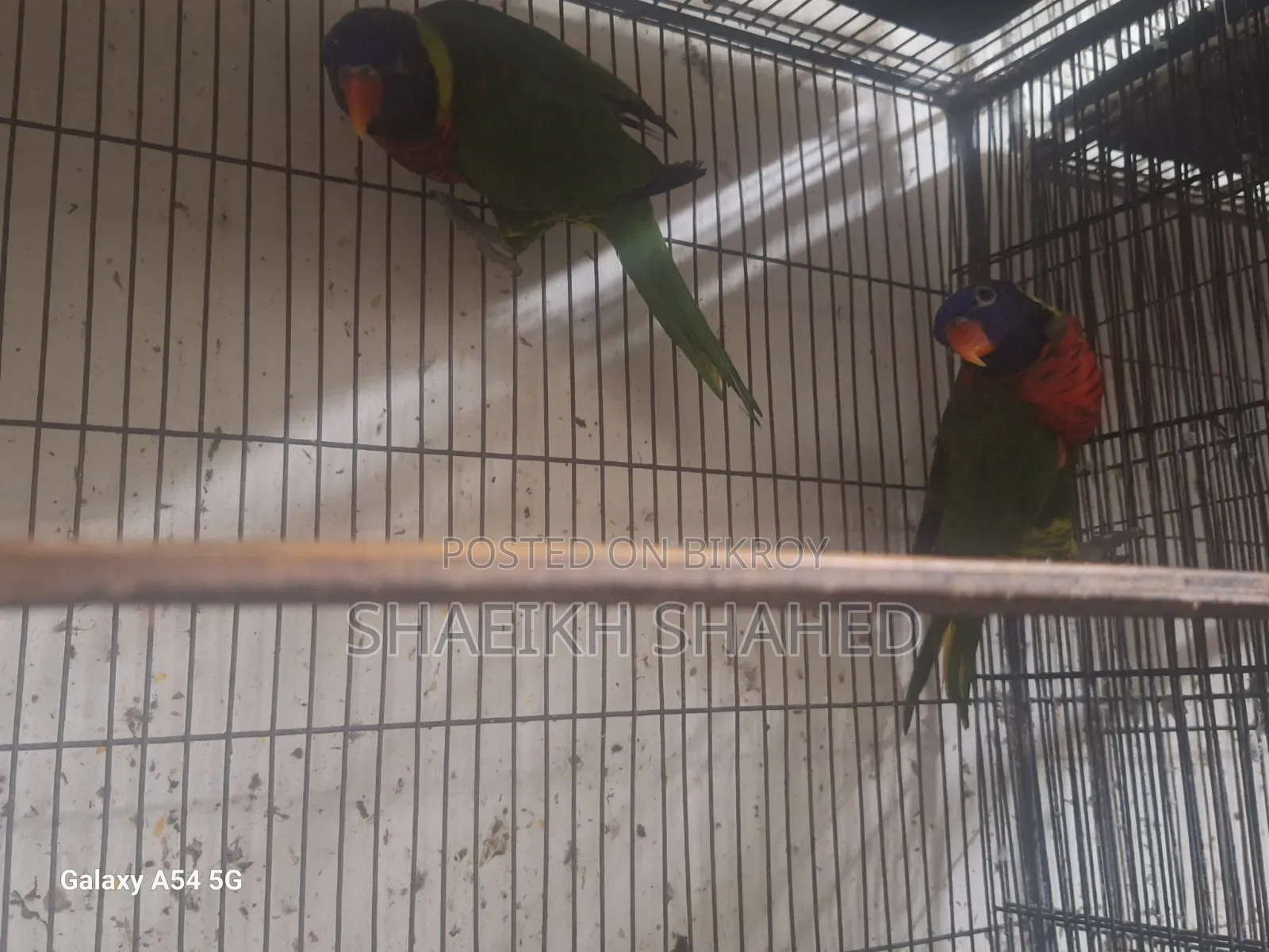 Coconut Lory Pair