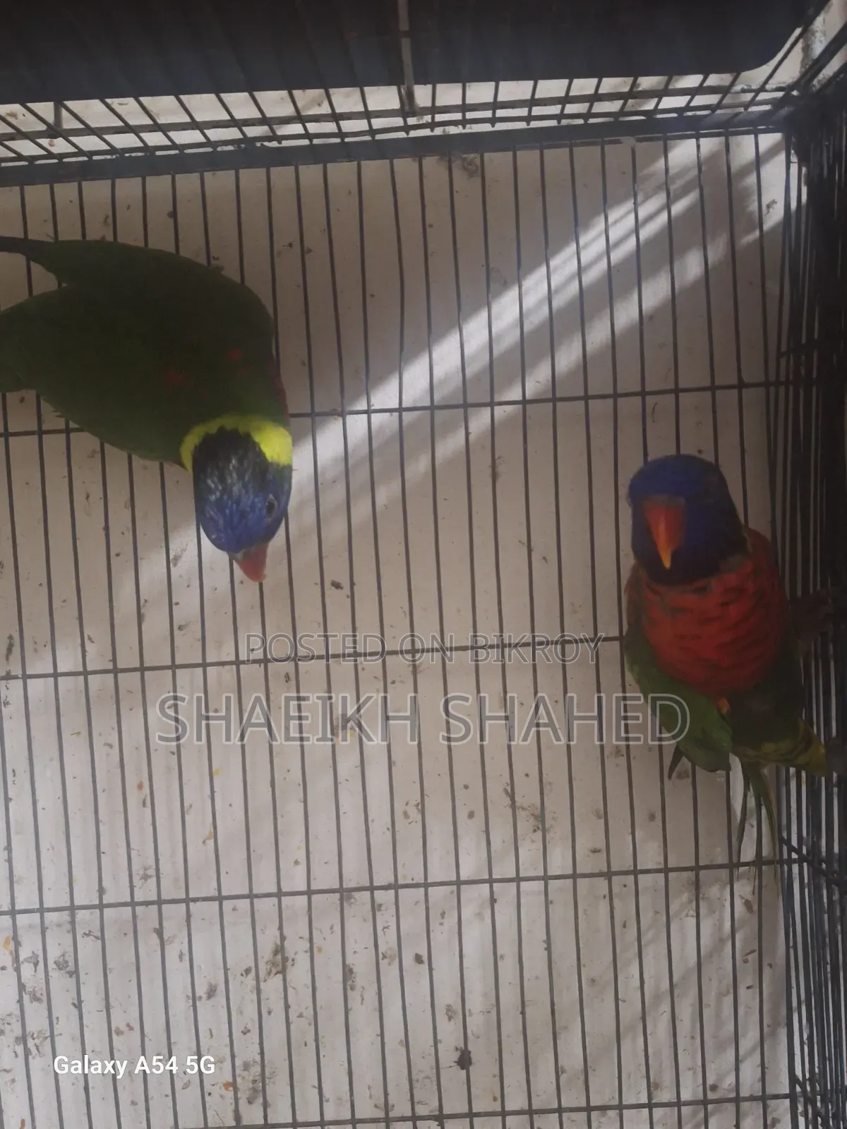Coconut Lory Pair