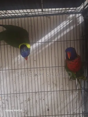 Coconut Lory Pair