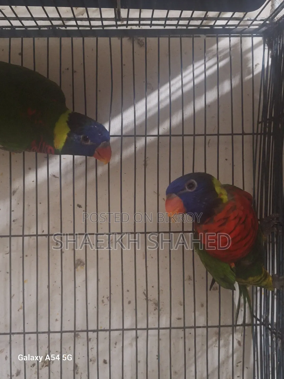 Coconut Lory Pair