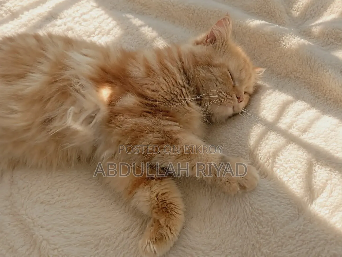 1+ Year Male Purebred Persian