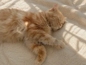 1+ Year Male Purebred Persian