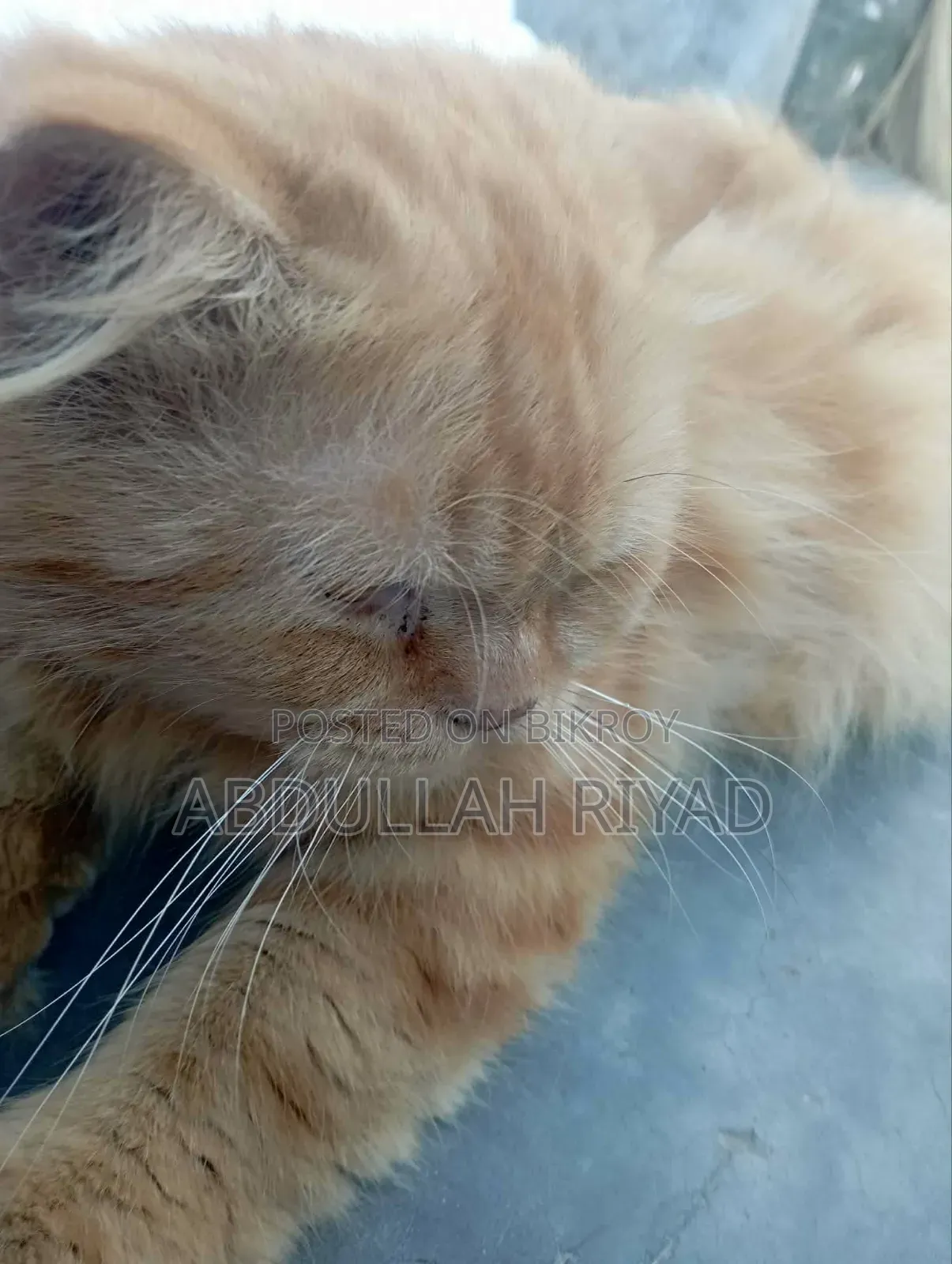 1+ Year Male Purebred Persian
