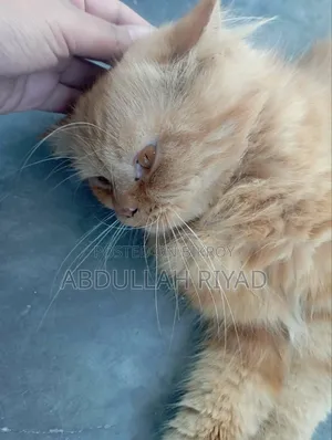 1+ Year Male Purebred Persian
