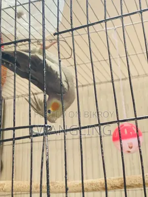 Grey Pied Cockatiel Team