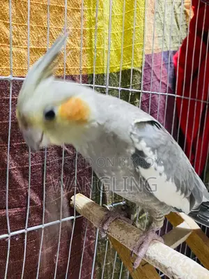 Grey Pied Cockatiel Team