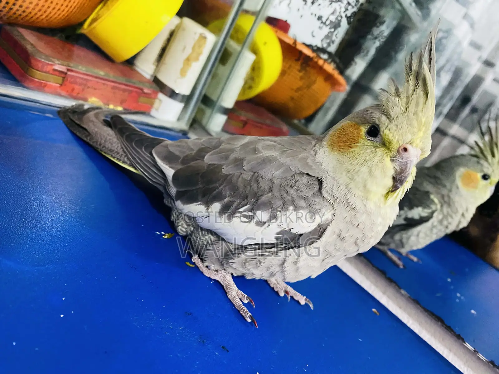 Grey Pied Cockatiel Team