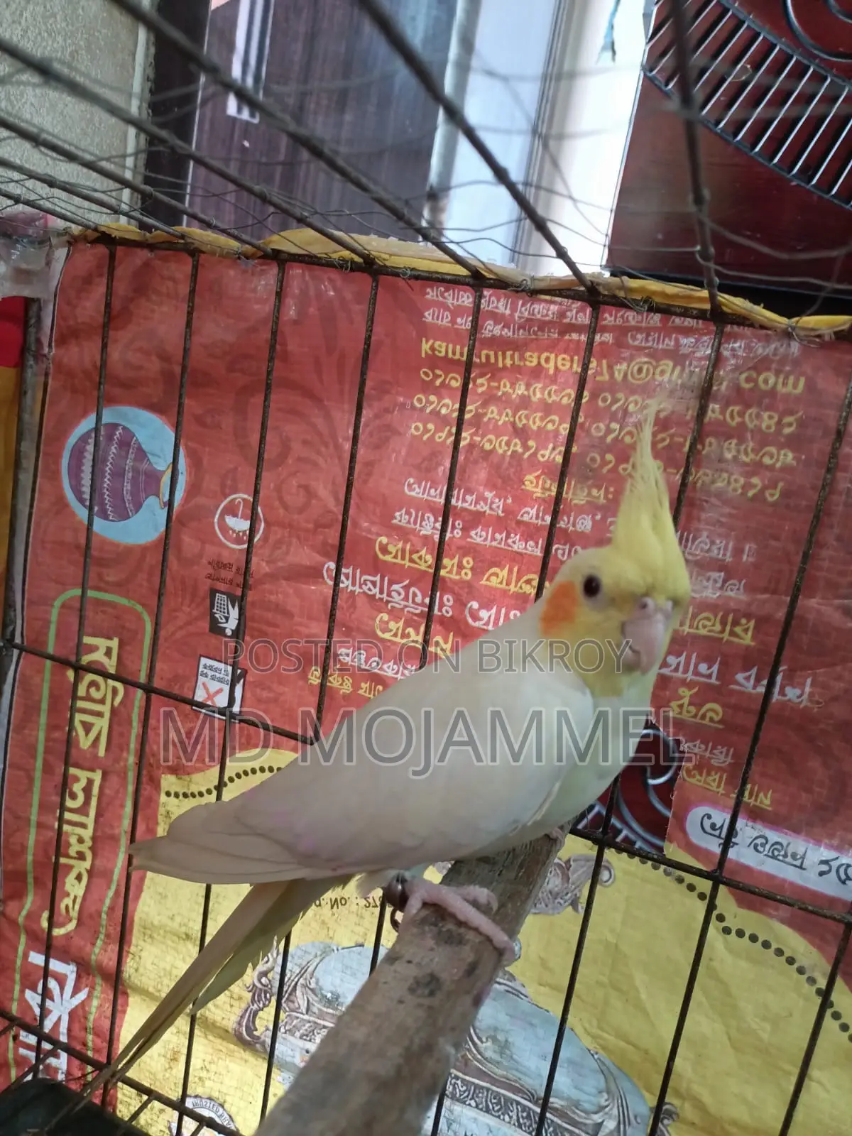Cockatiel Bird