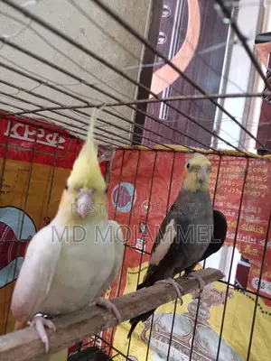 Cockatiel Bird