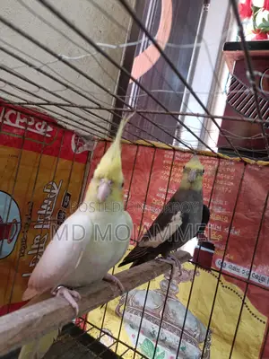 Cockatiel Bird