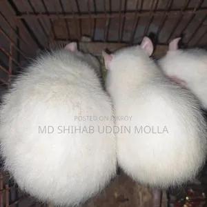 Mice for Sale