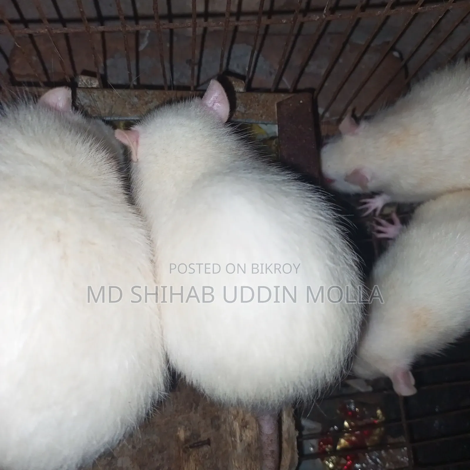Mice for Sale