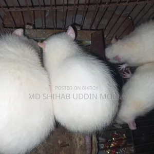 Mice for Sale