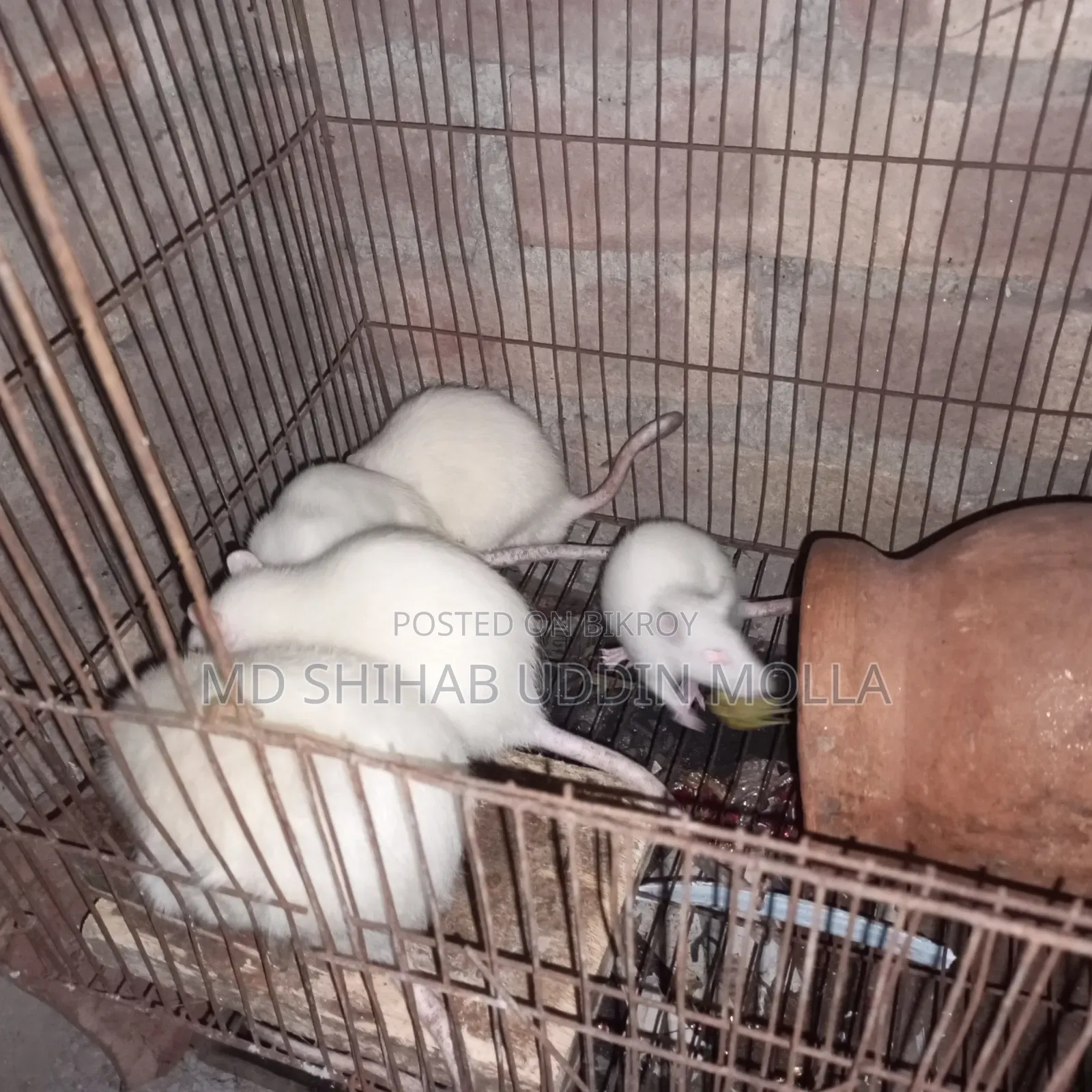 Mice for Sale