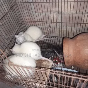 Mice for Sale