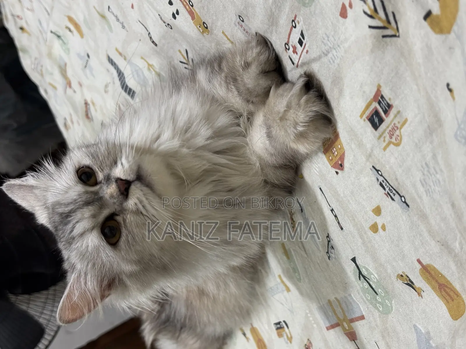 6-12 Months Female Purebred Persian Cat