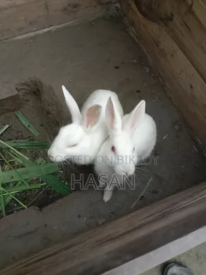 Pet Rabbit