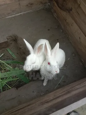 Pet Rabbit