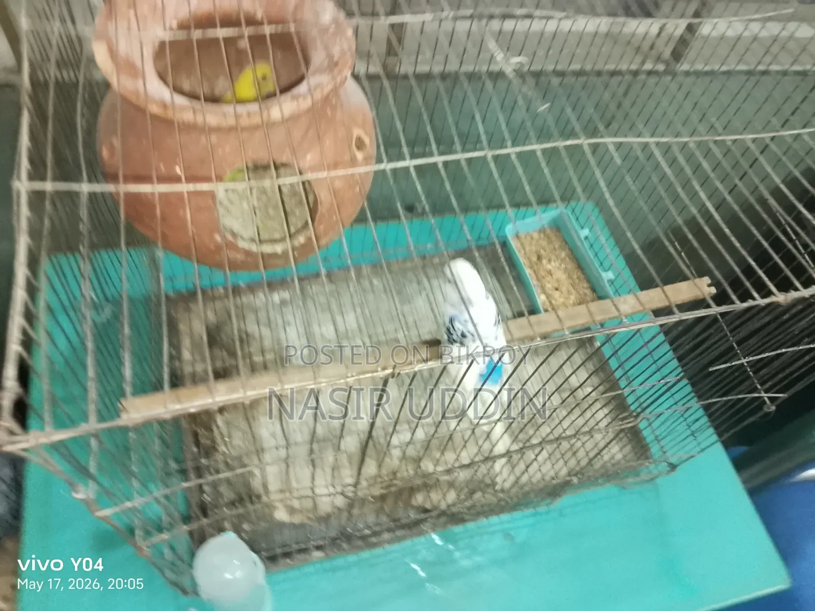 Budgerigar Pair with Setup