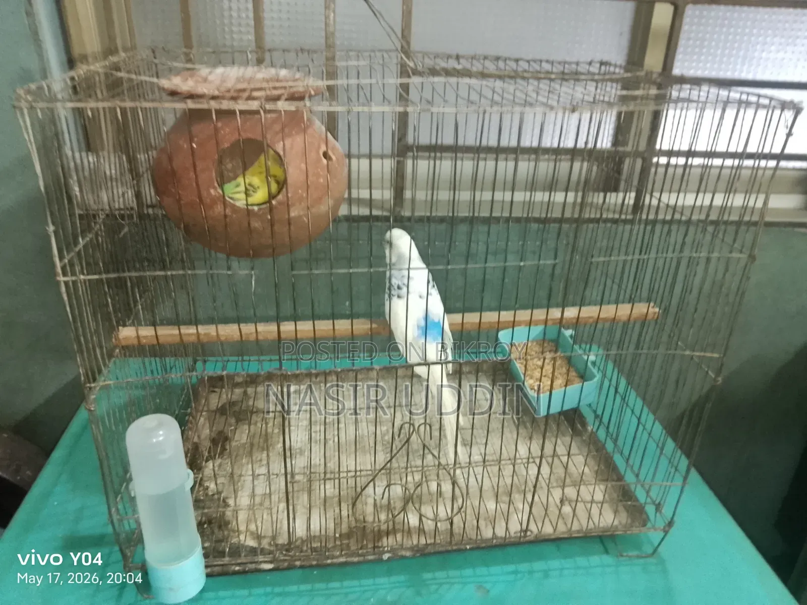 Budgerigar Pair with Setup