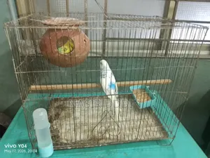 Budgerigar Pair with Setup