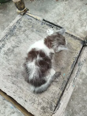 1-3 Months Male Mixed Breed Persian