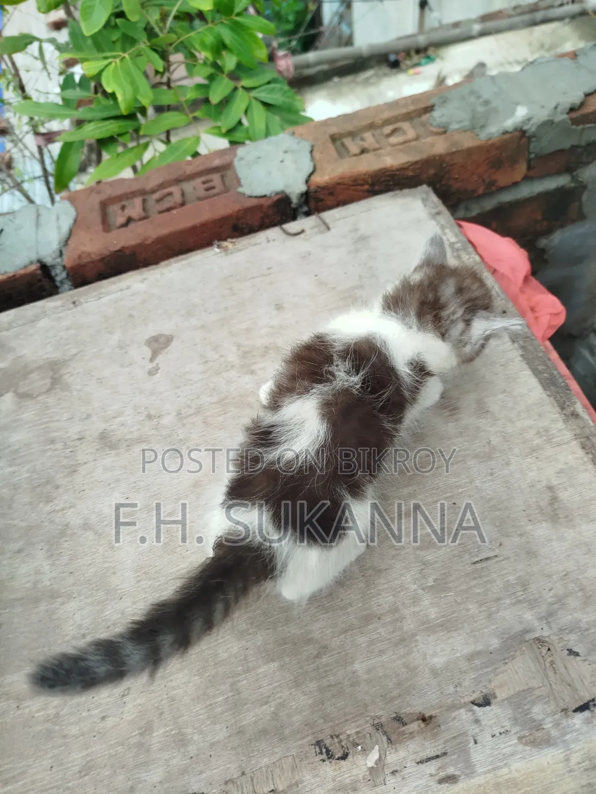 1-3 Months Male Mixed Breed Persian Kitten