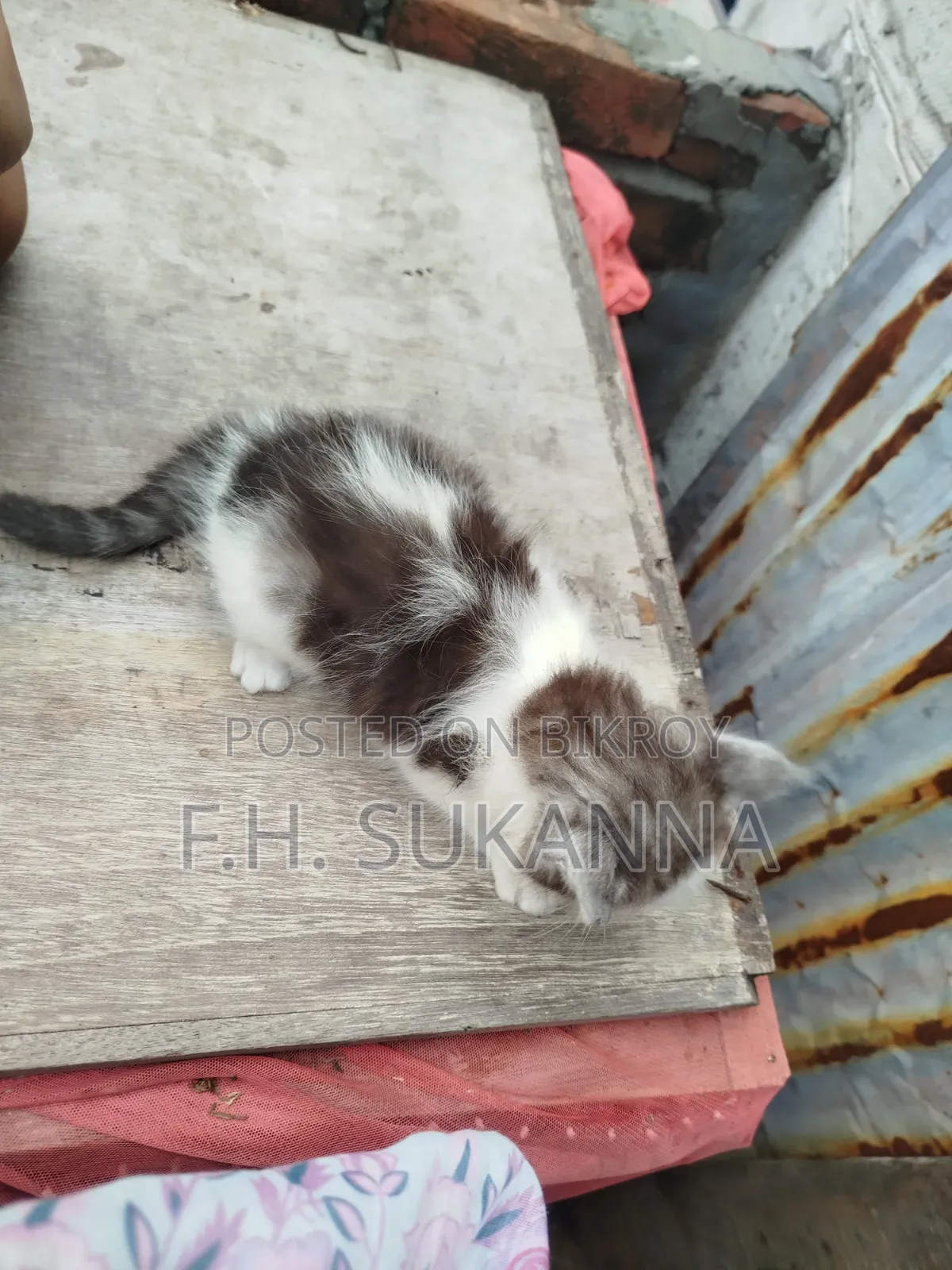1-3 Months Male Mixed Breed Persian Kitten