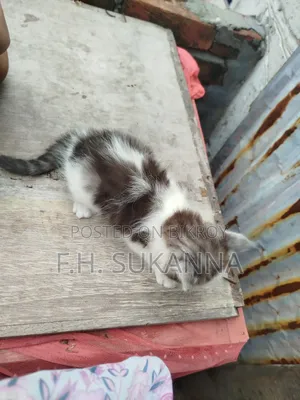 1-3 Months Male Mixed Breed Persian Kitten