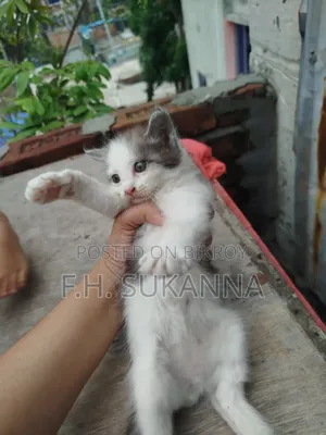1-3 Months Male Mixed Breed Persian Kitten