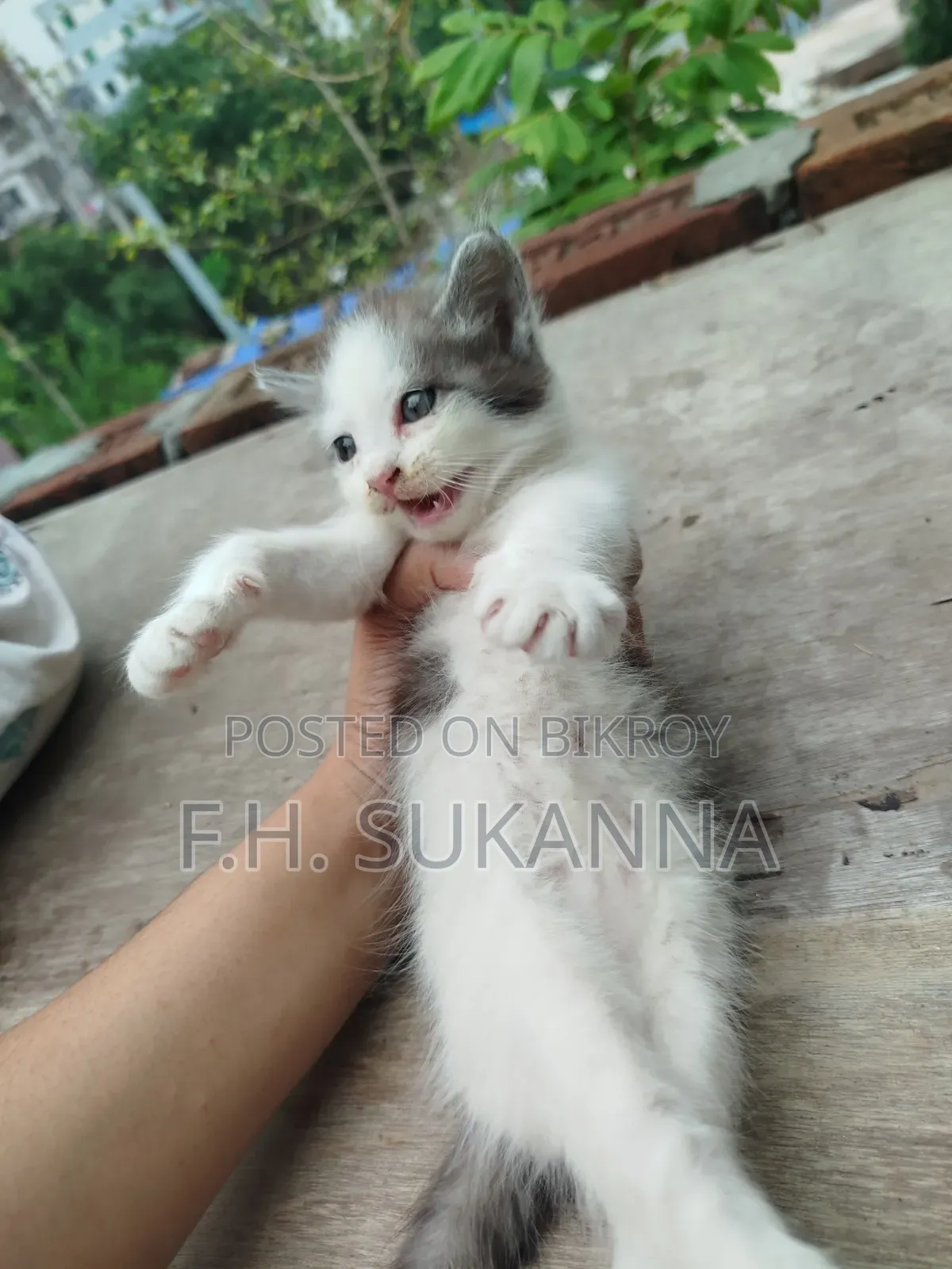 1-3 Months Male Mixed Breed Persian Kitten