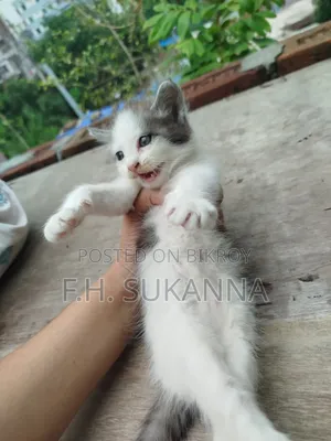 1-3 Months Male Mixed Breed Persian Kitten