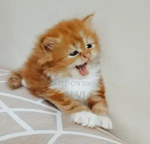 0-1 Month Female Purebred Persian Kitten