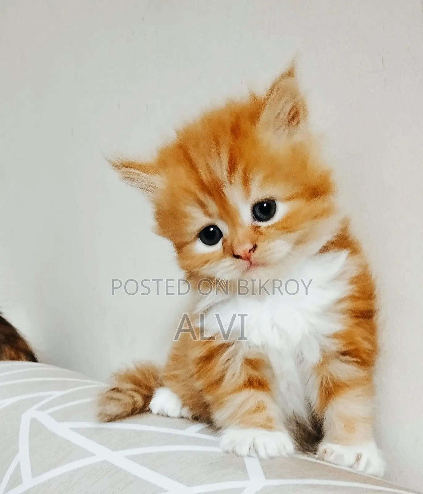 0-1 Month Female Purebred Persian Kitten