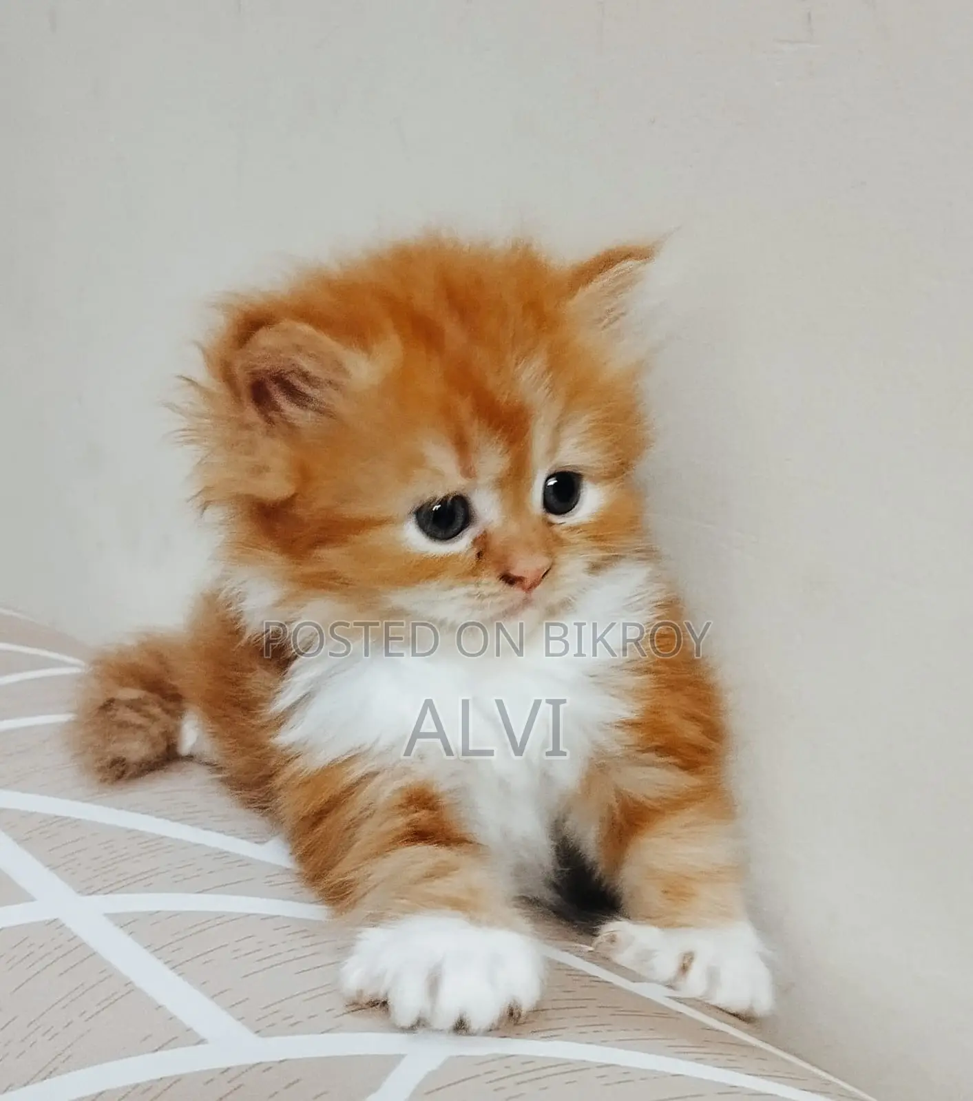0-1 Month Female Purebred Persian Kitten