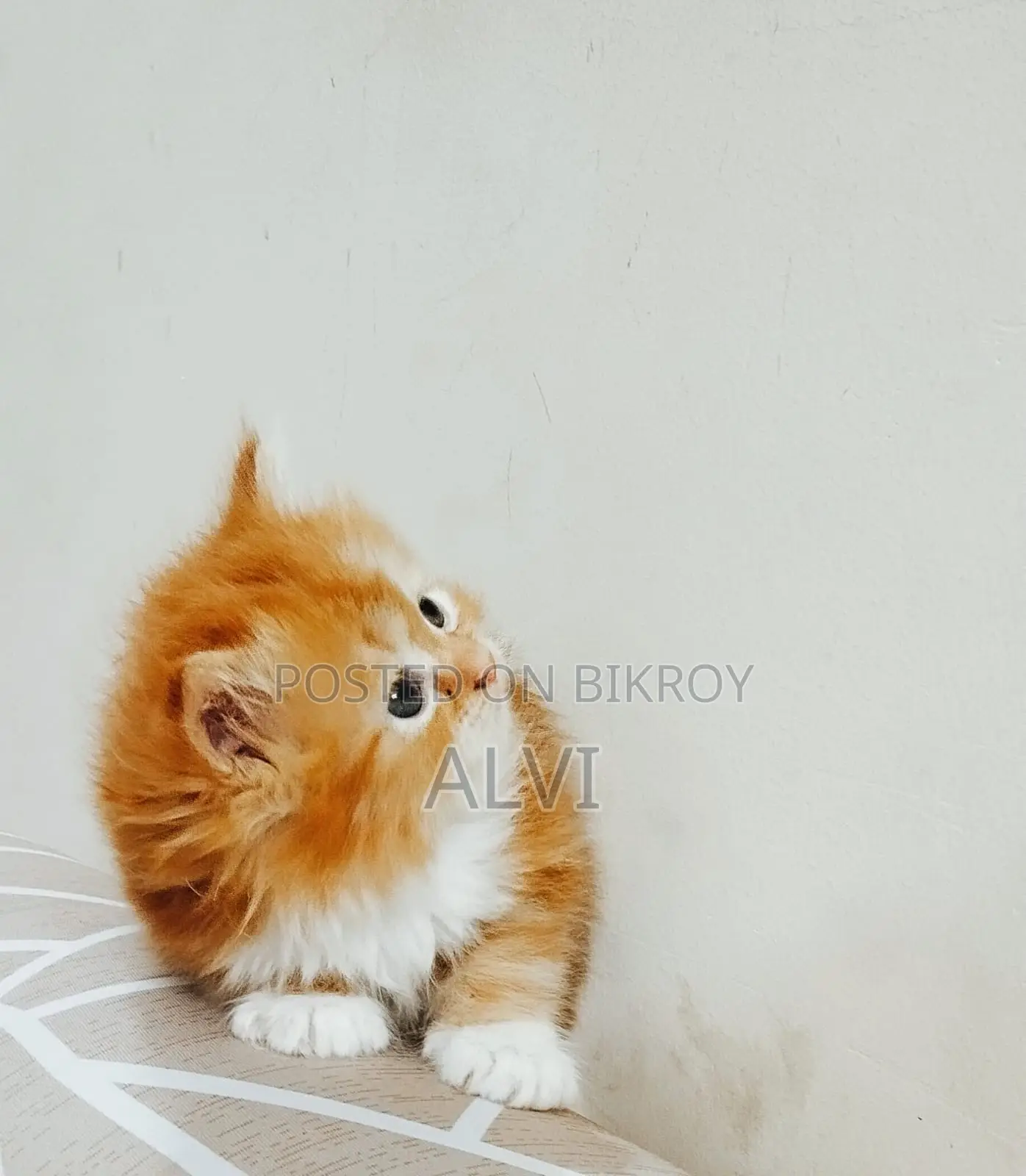 0-1 Month Female Purebred Persian Kitten