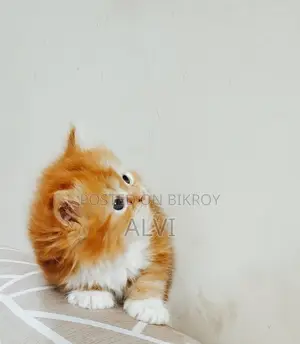 0-1 Month Female Purebred Persian Kitten