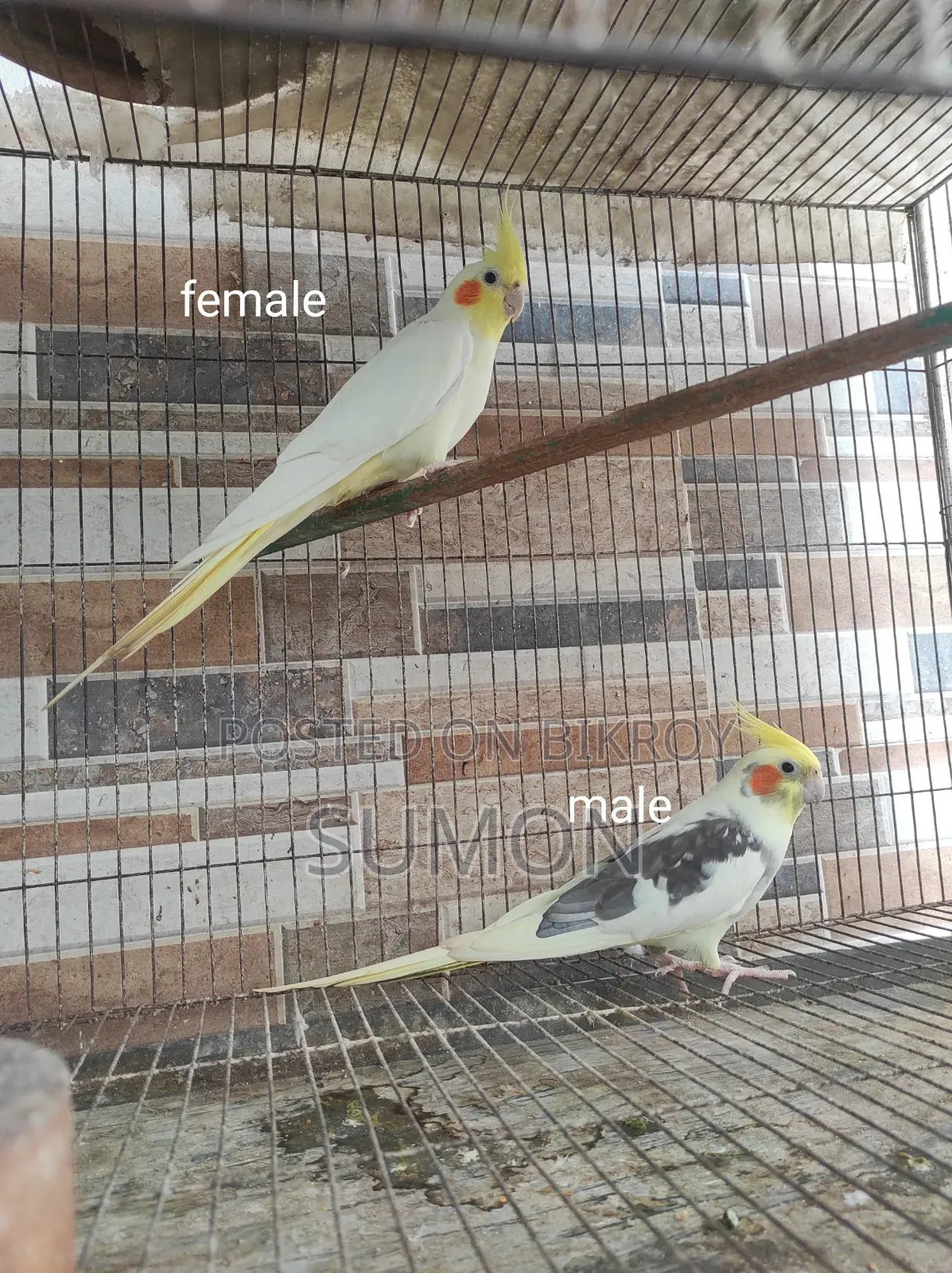 Cockatiel birds for sale
