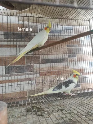 Cockatiel birds for sale