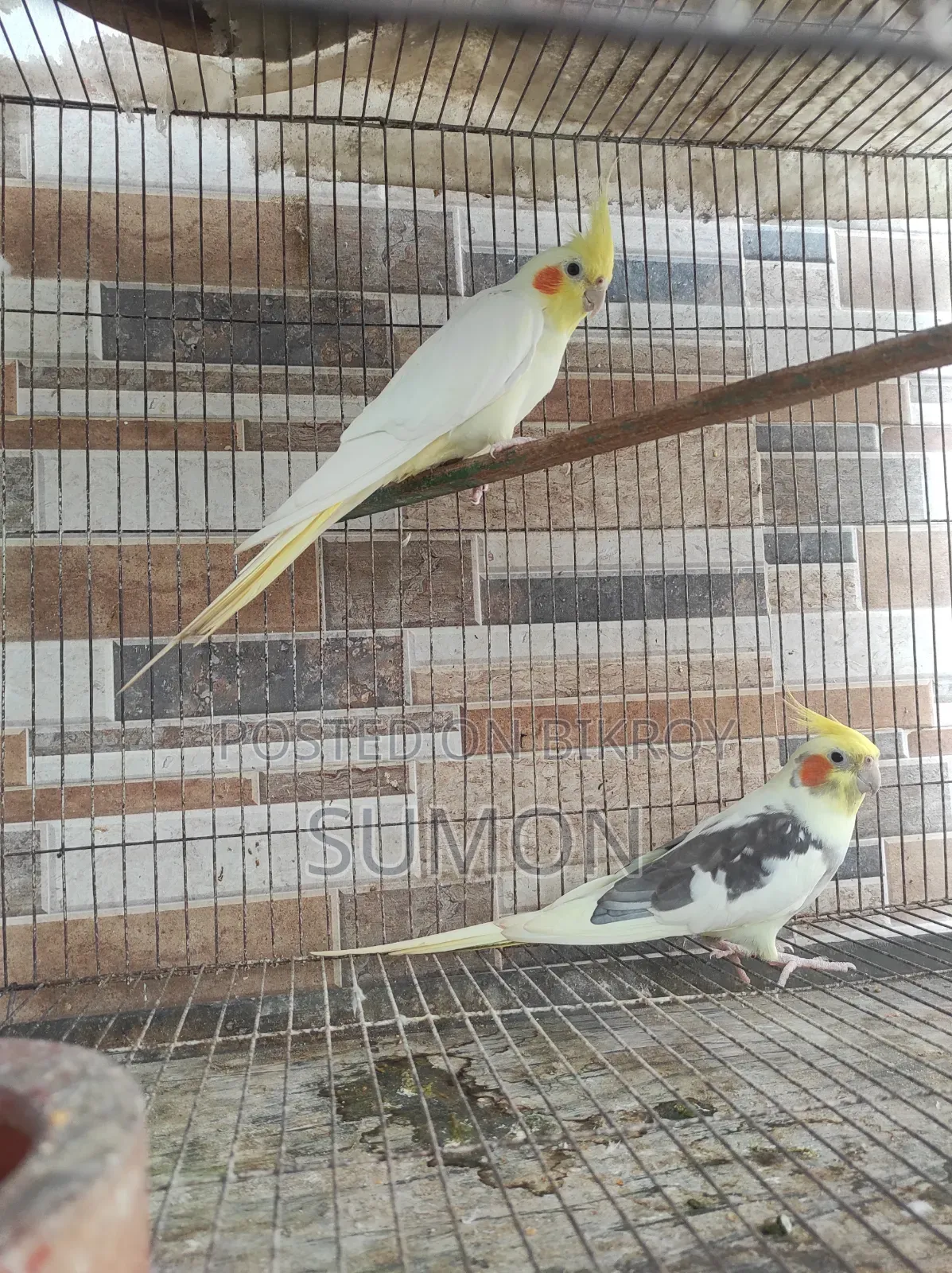 Cockatiel birds for sale