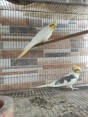 Cockatiel birds for sale