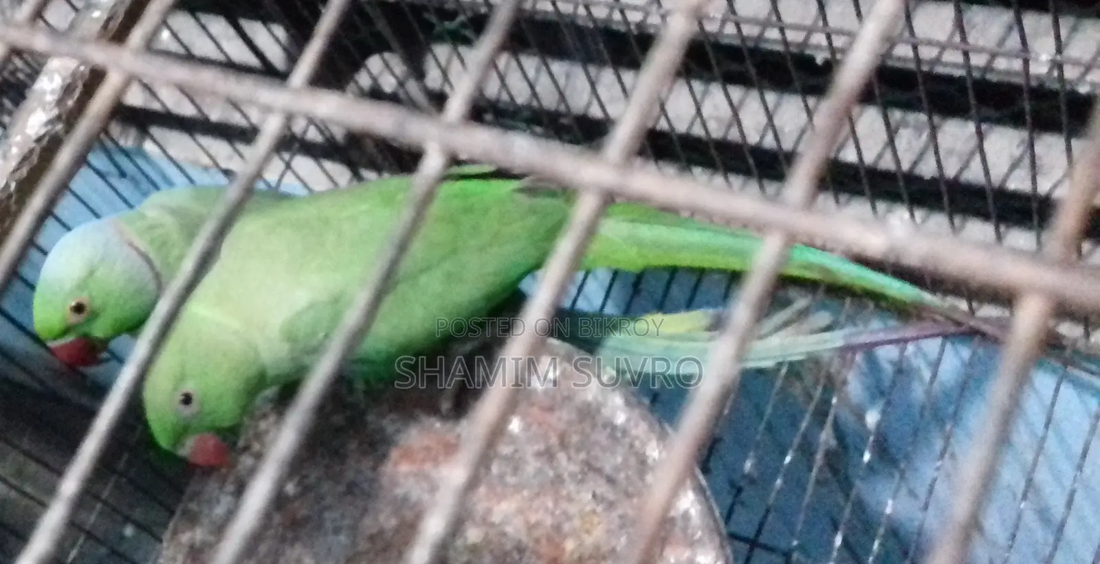 ইন্ডিয়ান রিং নেক প্যারট