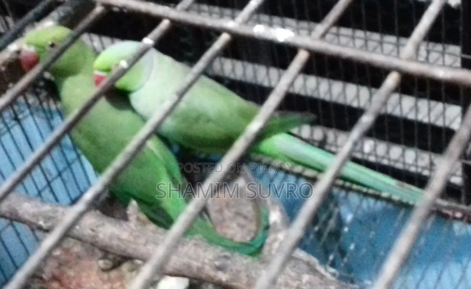 ইন্ডিয়ান রিং নেক প্যারট