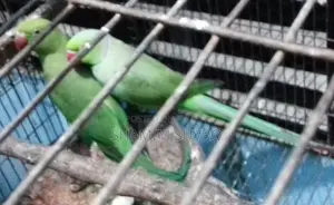 ইন্ডিয়ান রিং নেক প্যারট