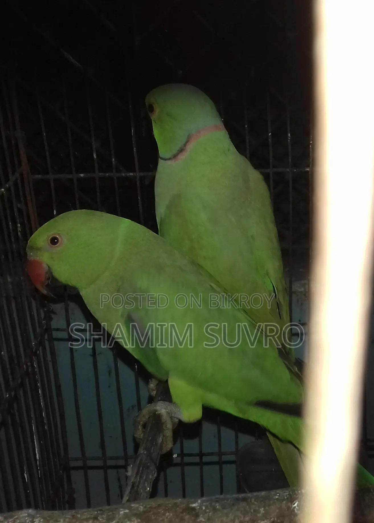 ইন্ডিয়ান রিং নেক প্যারট
