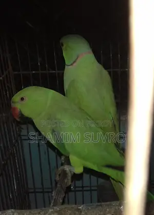 ইন্ডিয়ান রিং নেক প্যারট