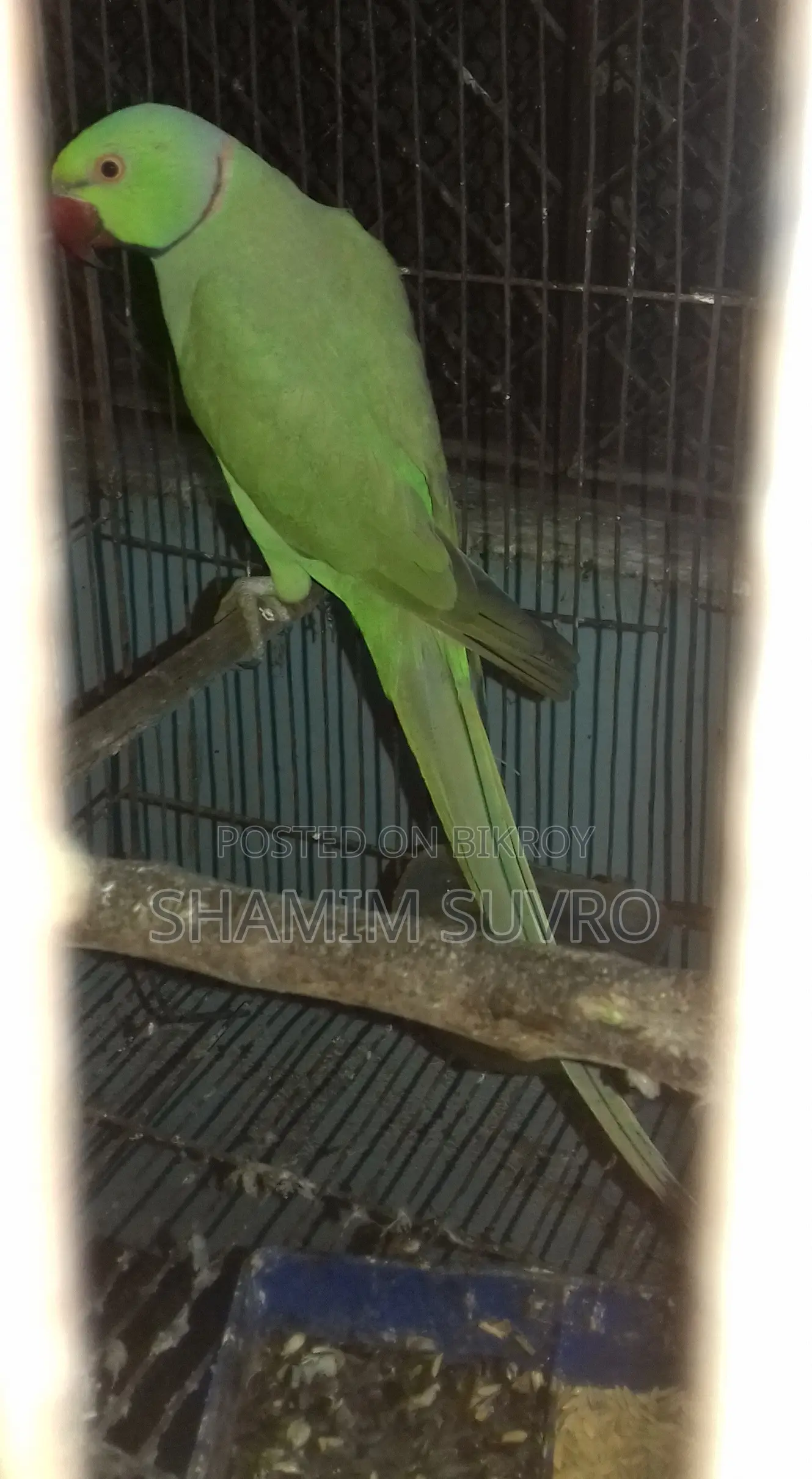 ইন্ডিয়ান রিং নেক প্যারট